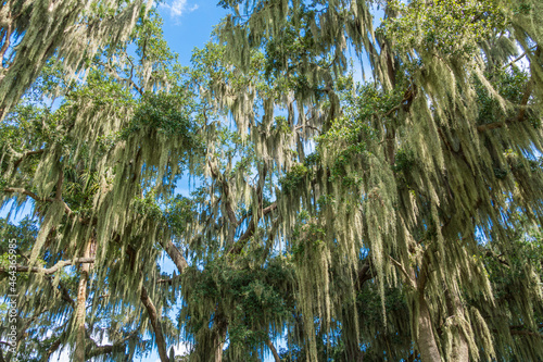 Southern live oak trees (Quercus virginiana) covered in Spanish moss (Tillandsia usneoides) - Clermont, Florida, USA photo