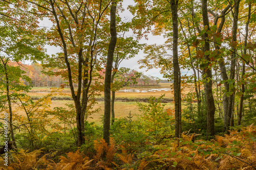 Peering Through the Forest to the Marshes on a Golden Autumn Day at Rachel Carson National Wildlife Refuge, Kennebunkport, Maine, USA