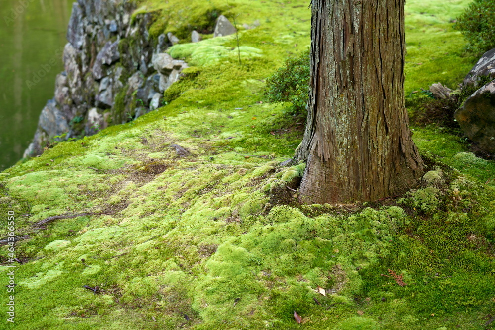 Kyoto,Japan - October 8, 2021: Garden covered by beautiful moss
Kyoto,Japan - October 8, 2021: Garden covered by beautiful moss