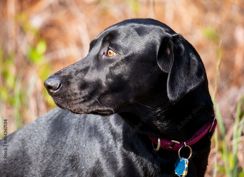 Black Labrador Looking to the Side