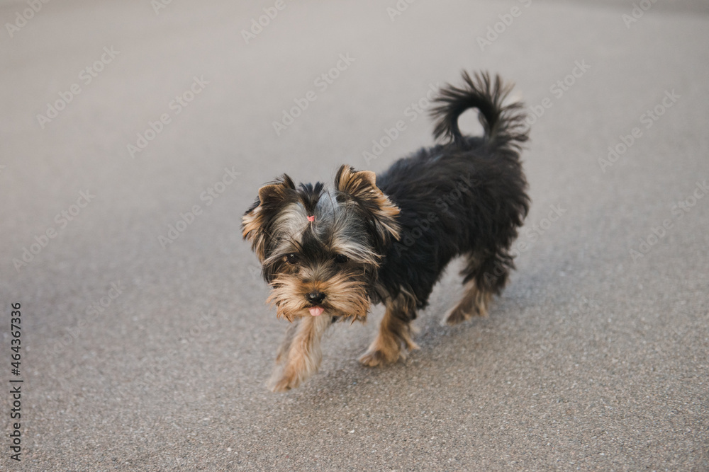 Yorkshire terrier puppy running outdoor. Cheerful little dog