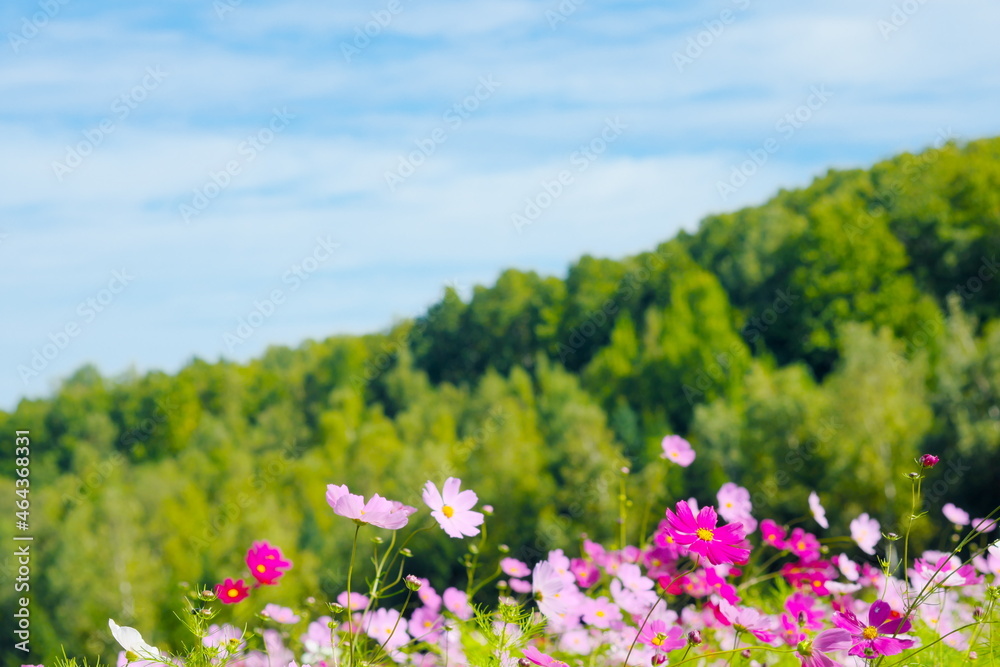 美しいコスモスの花畑