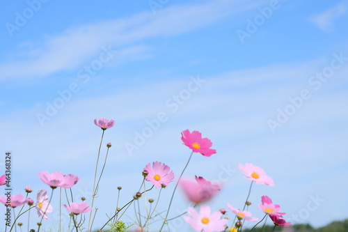 美しいコスモスの花畑 © yao-mi93