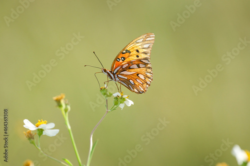 butterfly on flower © Joy