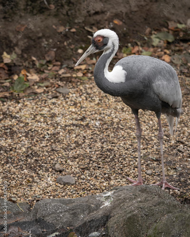 Fototapeta premium grey crowned crane