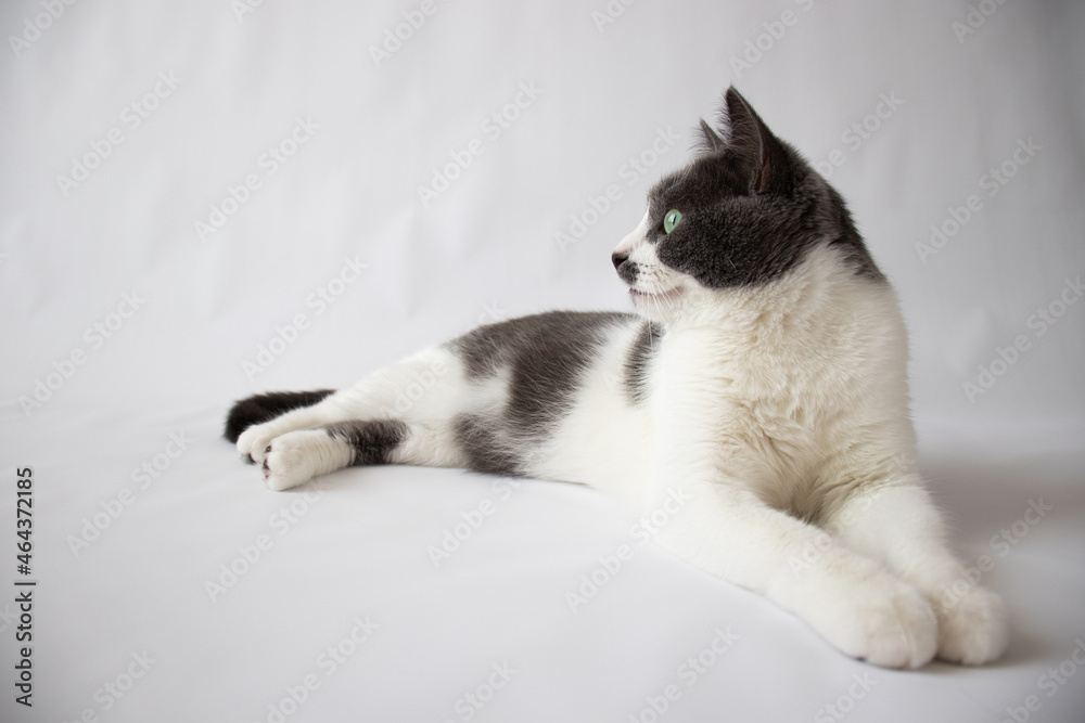 The cat with green eyes lies on a white background. Selective focus