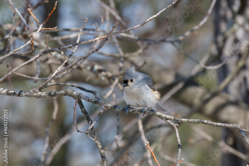 Tufted Titmouse perched in a leafless tree at Pinery Provincial Park