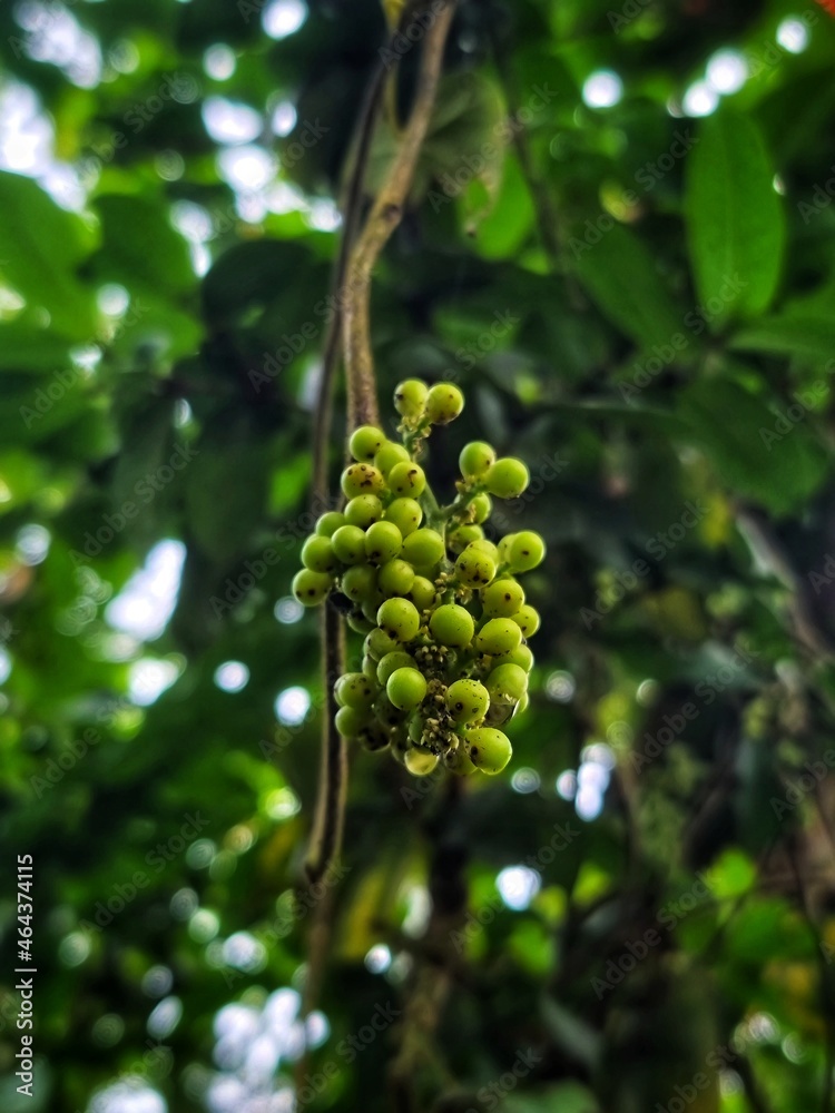 Bunch of Ink Berry in Ceylon Bunch of Ink Berry in Ceylon