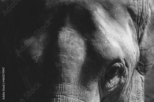 close up of an elephant head