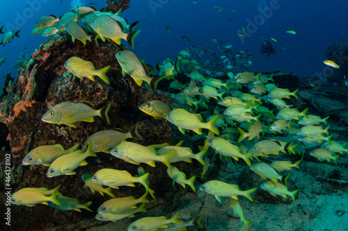 Schooling fish on the Tiegland divesite off the Dutch Caribbean island of Sint Maarten
