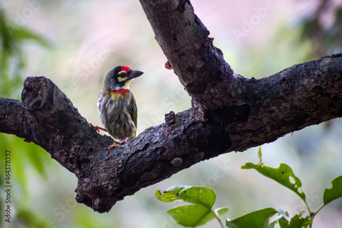 Image of a Toucan barbet sitting on a tree branch and looking to the side; blurry natural background photo