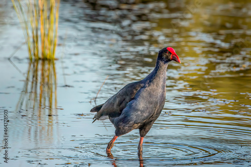 Bird in the pond