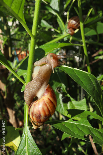 snails giant African snails or giant African snails (Lissachatina Fulica) perched on a branch with green leaves