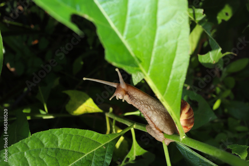 snails giant African snails or giant African snails (Lissachatina Fulica) perched on a branch with green leaves