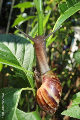 snails giant African snails or giant African snails (Lissachatina Fulica) perched on a branch with green leaves