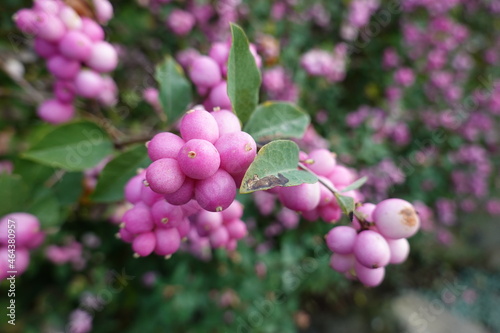 Coralberry is a dense, suckering shrub with lovely red berries that last through most of the winter.