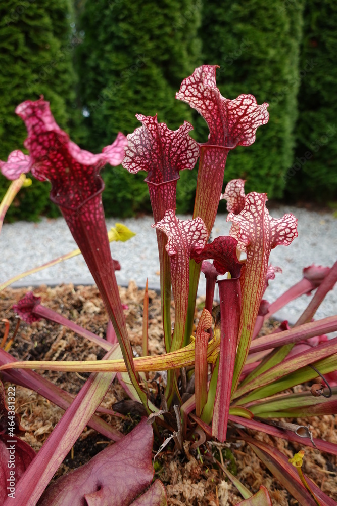 Crimson pitcher plant (Sarracenia leucophylla). Its carnivorous pitchers attract and digest insects.