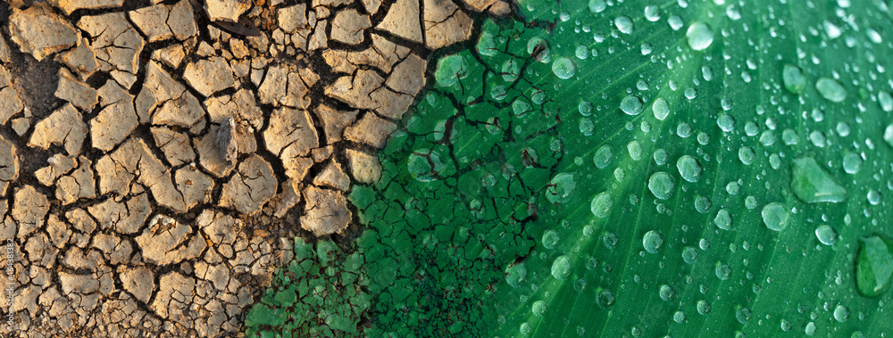 crack soil texture and freshness green leave in climate change environmental concept background - obrazy, fototapety, plakaty 