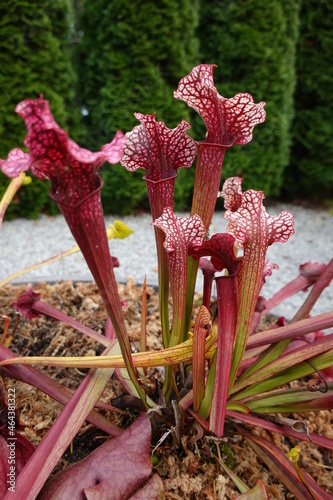 Crimson pitcher plant (Sarracenia leucophylla). Its carnivorous pitchers attract and digest insects. photo