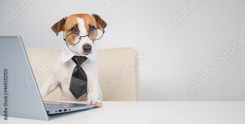 Dog jack russell terrier in glasses and a tie sits at a desk and works at a computer on a white background. Humorous depiction of a boss pet.