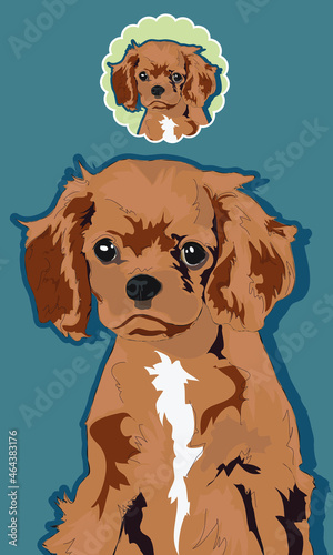 King Charles Cavalier Ruby