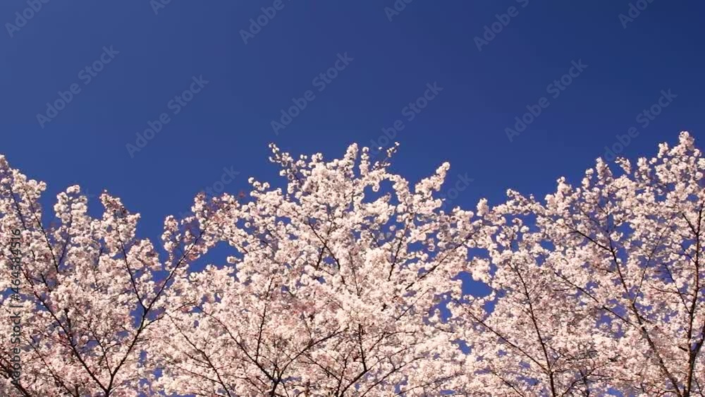 風にゆれる桜 熊本県益城町 風にゆれる桜 熊本県益城町