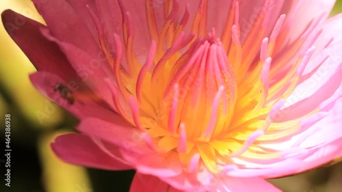 Wallpaper Mural close-up photography of pink lotus flowers in beautiful waterin natural beauty. Torontodigital.ca