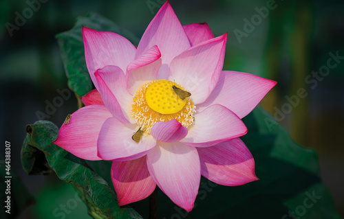 brilliant lotus flowers on a sunny day