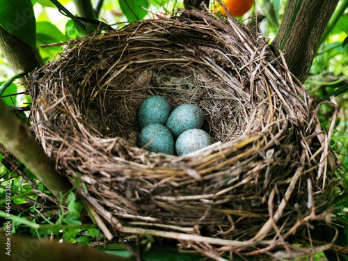 blackbird nest eggs photo