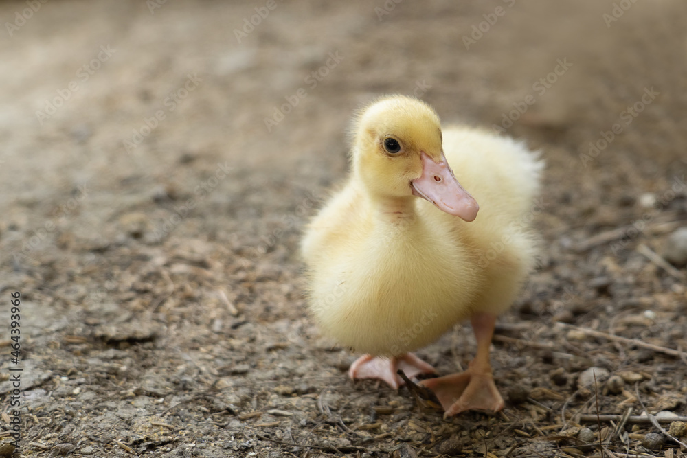 farm duck baby