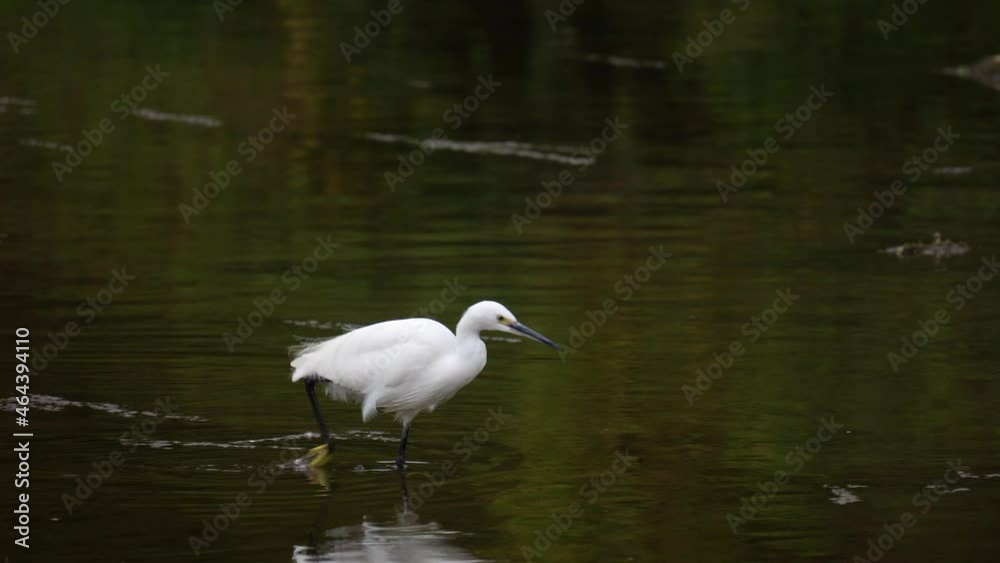 White Little Egret Wading In The Shallow Water Of River To Forage. - tracking shot White Little Egret Wading In The Shallow Water Of River To Forage. - tracking shot