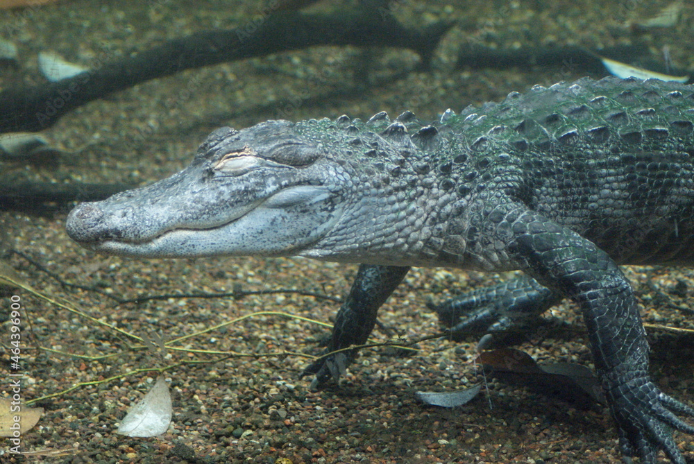 Fototapeta premium Caiman