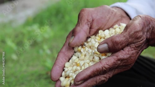 Farmers Work Corn Field. Agriculture Corn Farm Harvest. white Corn Growing.