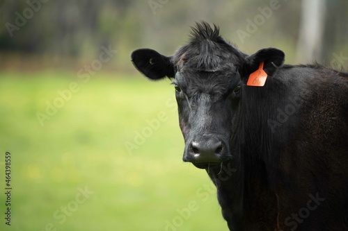 Cuadro en lienzo Beef cows and calves grazing on grass in Australia
