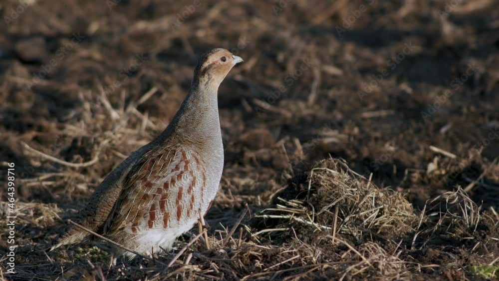 Perfect closeup of gray partridge bird walking on road and grass meadow feeding and hiding Perfect closeup of gray partridge bird walking on road and grass meadow feeding and hiding