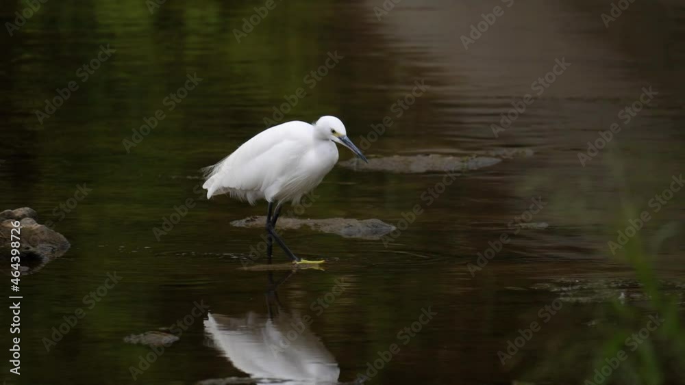 Little Egret On Shallow Stream Looking For Food. Closeup Little Egret On Shallow Stream Looking For Food. Closeup