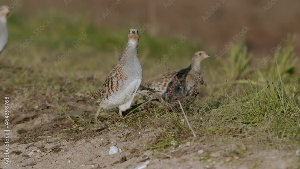 Perfect closeup of gray partridge bird walking on road and grass meadow feeding and hiding Perfect closeup of gray partridge bird walking on road and grass meadow feeding and hiding