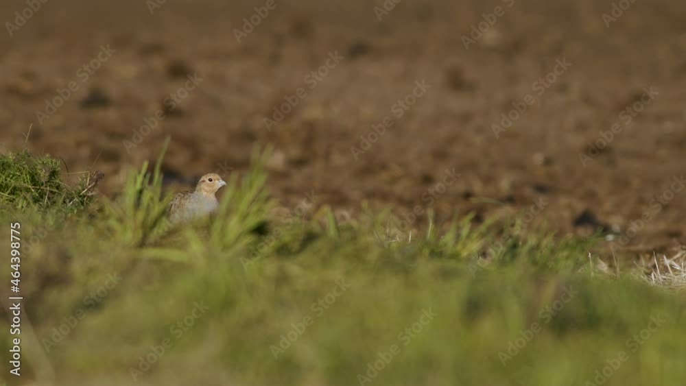 Perfect closeup of gray partridge bird walking on road and grass meadow feeding and hiding Perfect closeup of gray partridge bird walking on road and grass meadow feeding and hiding