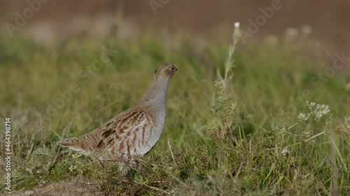 Perfect closeup of gray partridge bird walking on road and grass meadow feeding and hiding photo