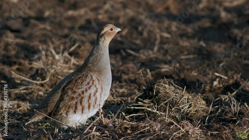 Perfect closeup of gray partridge bird walking on road and grass meadow feeding and hiding photo