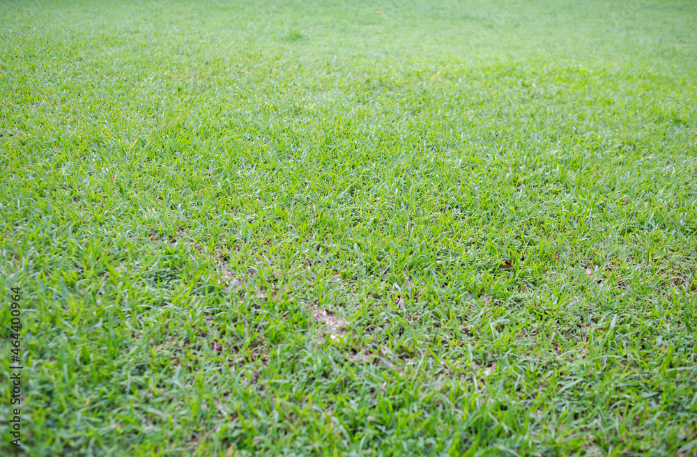 Background image of fresh green lawn, football field Background image of fresh green lawn, football field