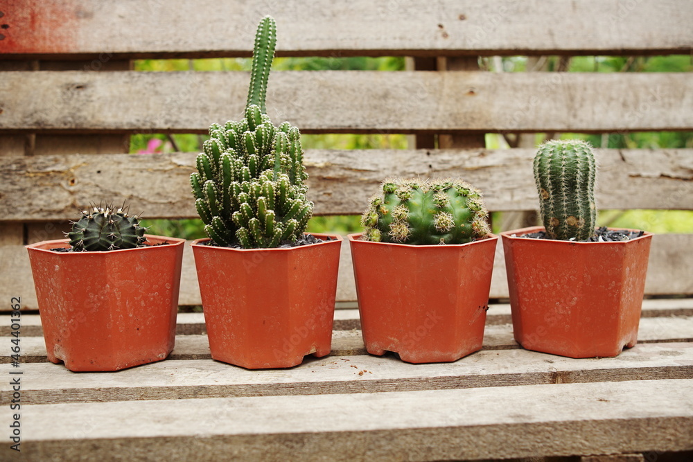 Collection of various cactus and succulent plants in home garden Collection of various cactus and succulent plants in home garden