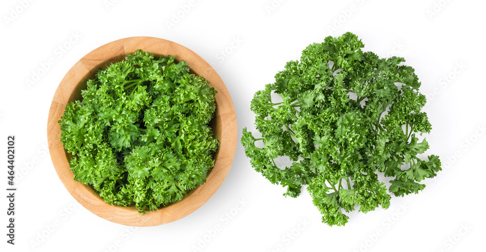 fresh parsley herb isolated on white background fresh parsley herb isolated on white background