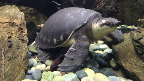 Cute little turtle swims in aquarium. Close up shot in 4k.Green sea turtle, a species of sea turtle, the only modern member of the genus of green turtles, or soup turtles. photo