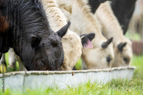 Close up of Stud Beef bulls, cows and calves grazing on grass in a field, in Australia. breeds of cattle include speckled park, murray grey, angus, brangus and wagyu eating grain and wheat. photo