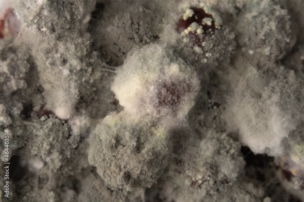 White spores of mold on rotten berries White spores of mold on rotten berries