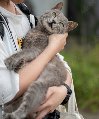 猫を抱く