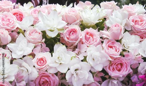 Blossom wall light pink rose and white for background