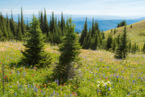 Beautiful summer wildflower meadows in the alpine of Sun Peaks - ski resort in British Columbia  Canada. Fir trees and abundant meadows