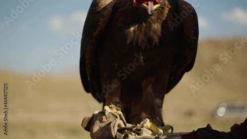 Eagle eating Meat out of Hand - Slow Motion photo